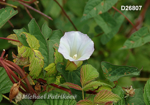 Hedge False Bindweed (Calystegia sepium)